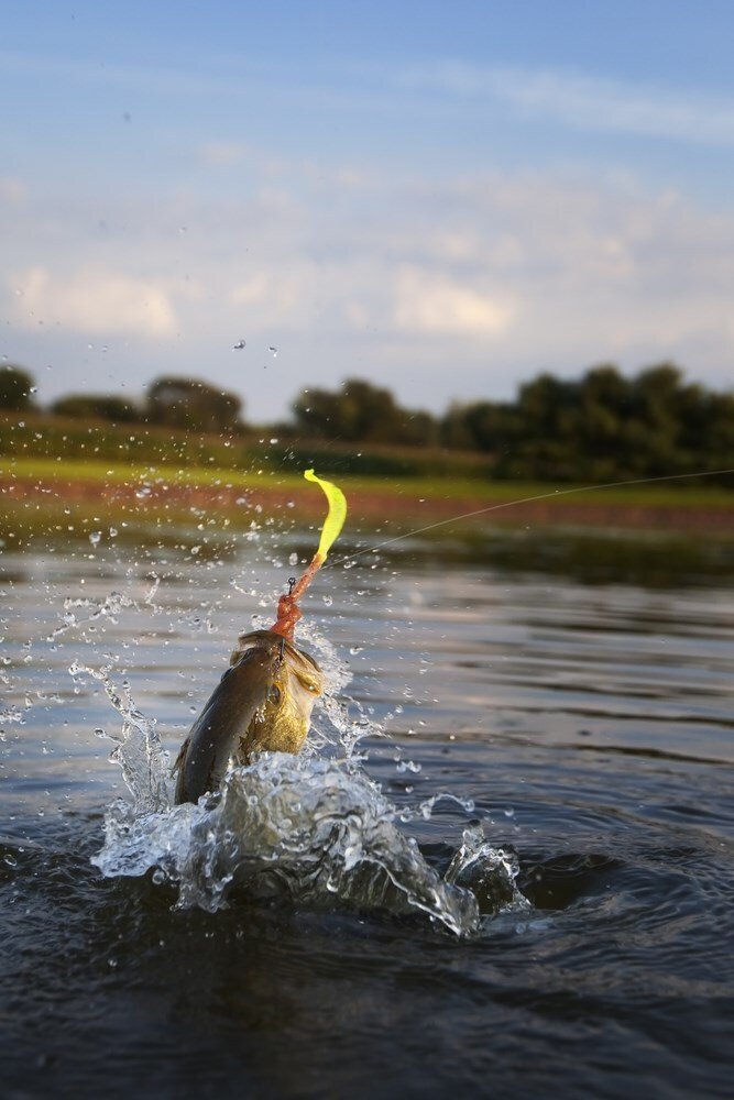 Common Fishing Myths Debunked Common Fishing Myths Debunked