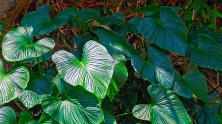 How To Poop In The Woods Without Toilet Paper?