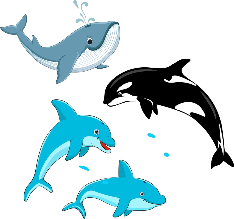 Tips For Taking Great Whale And Dolphin Photos Tips For Taking Great Whale And Dolphin Photos