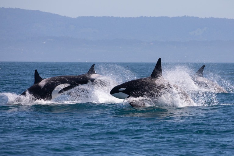 Tips For Taking Great Whale And Dolphin Photos Tips For Taking Great Whale And Dolphin Photos