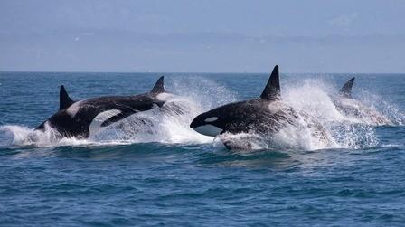 Tips For Taking Great Whale And Dolphin Photos