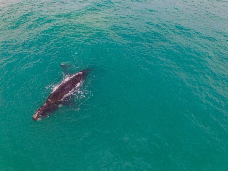 Best Places to Go Swimming With Whales Best Places to Go Swimming With Whales