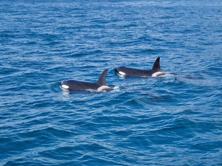 Best Places to Go Swimming With Whales Best Places to Go Swimming With Whales
