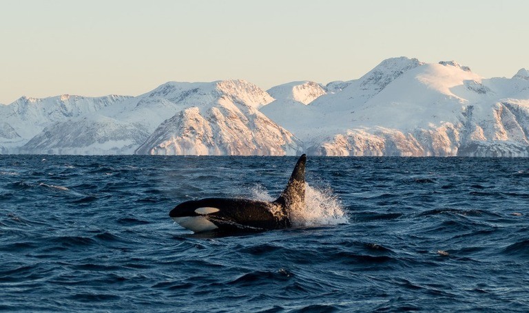 Best Places to Go Swimming With Whales Best Places to Go Swimming With Whales