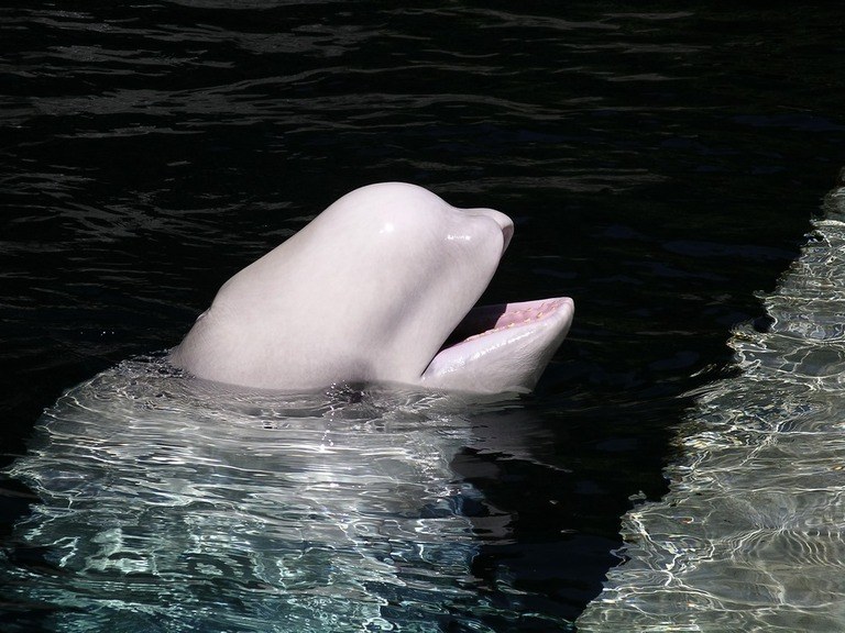 Best Places to Go Swimming With Whales Best Places to Go Swimming With Whales