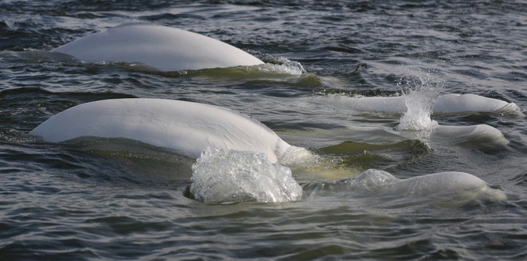 Best Places to Go Swimming With Whales Best Places to Go Swimming With Whales