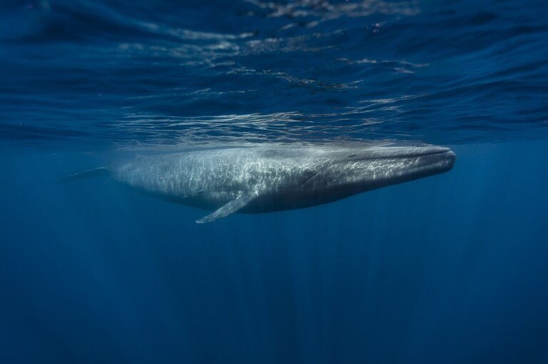 Best Places to Go Swimming With Whales Best Places to Go Swimming With Whales