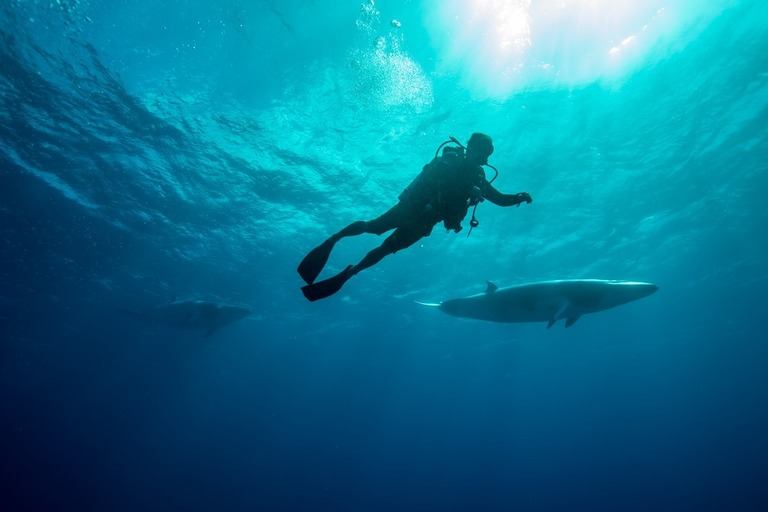 Best Places to Go Swimming With Whales Best Places to Go Swimming With Whales