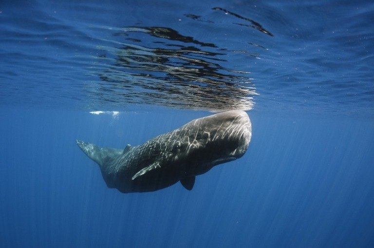 Best Places to Go Swimming With Whales Best Places to Go Swimming With Whales