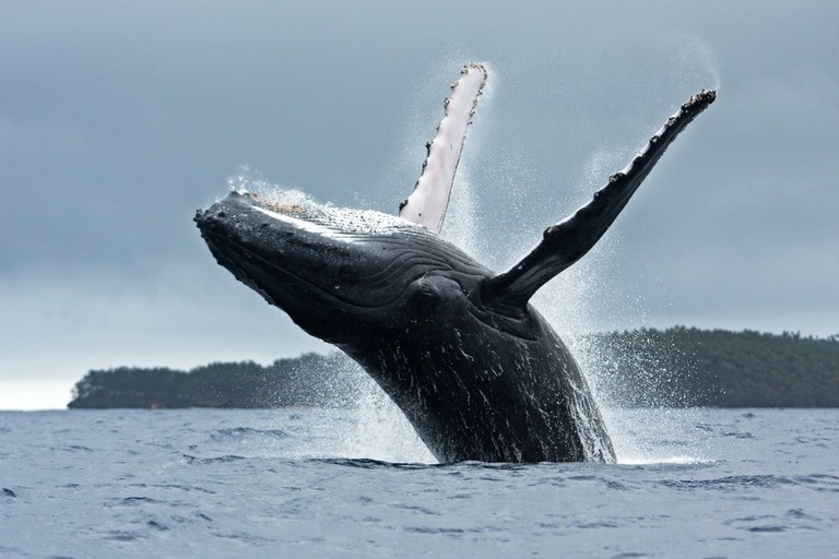 Best Places to Go Swimming With Whales Best Places to Go Swimming With Whales