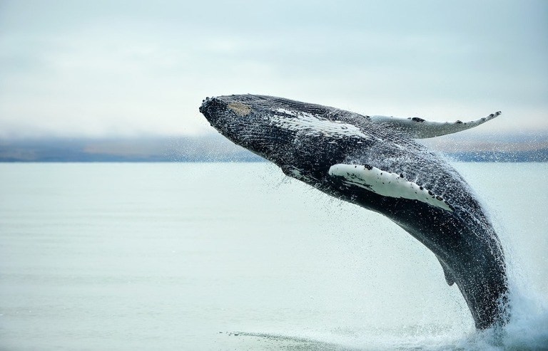Best Places to Go Swimming With Whales Best Places to Go Swimming With Whales