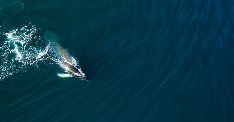 Best Places to Go Swimming With Whales Best Places to Go Swimming With Whales