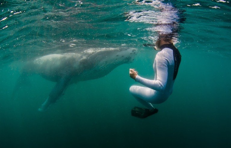 Best Places to Go Swimming With Whales Best Places to Go Swimming With Whales