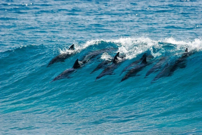 Best Places to Go Swimming With Whales Best Places to Go Swimming With Whales