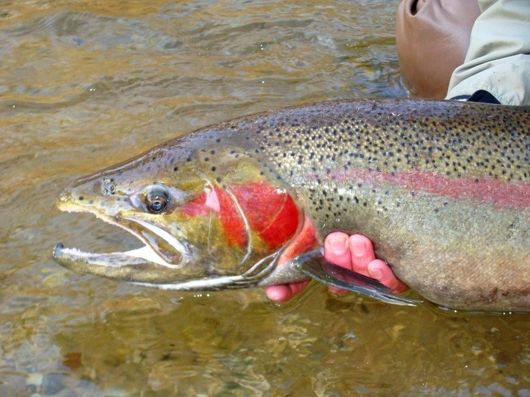 Best Fly Fishing Destinations in America for Trout Best Fly Fishing Destinations in America for Trout