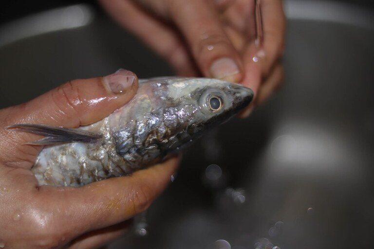 How To Clean A Fish After Catching It? How To Clean A Fish After Catching It?