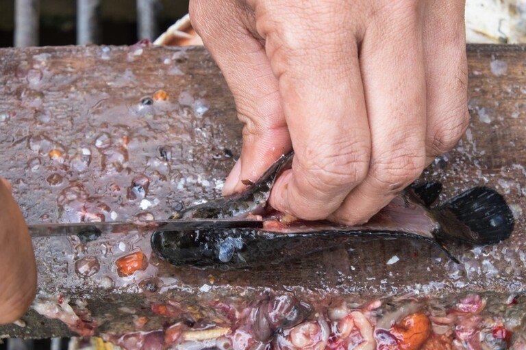 How To Clean A Fish After Catching It? How To Clean A Fish After Catching It?