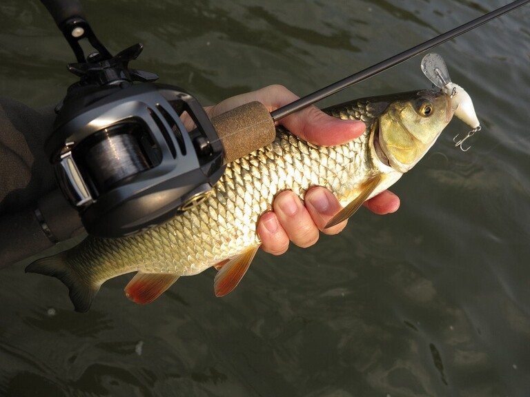When to Use A Spinning Vs Baitcasting Rod, Explained? When to Use A Spinning Vs Baitcasting Rod, Explained?