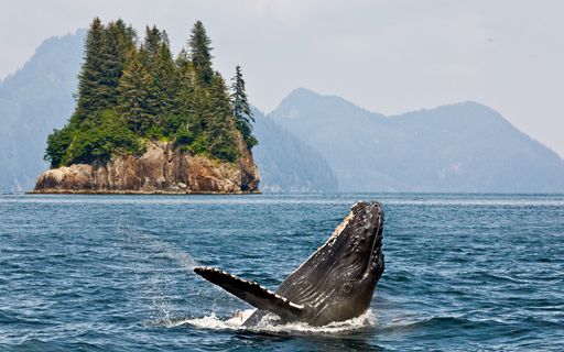 Top Things To Do in Alaska - Ultimate Guide Top Things To Do in Alaska - Ultimate Guide