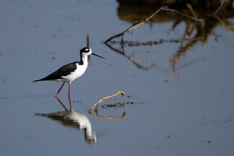 9 Best Bird Watching Places In USA in 2025 9 Best Bird Watching Places In USA in 2025