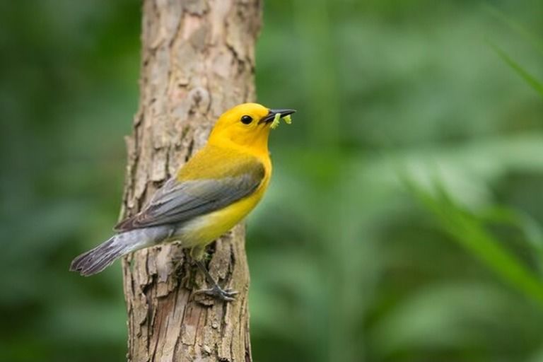 9 Best Bird Watching Places In USA in 2025 9 Best Bird Watching Places In USA in 2025