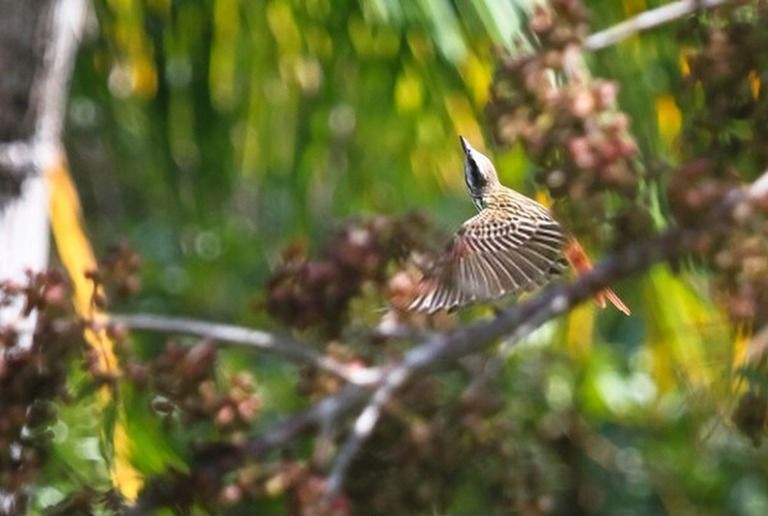 9 Best Bird Watching Places In USA in 2025 9 Best Bird Watching Places In USA in 2025