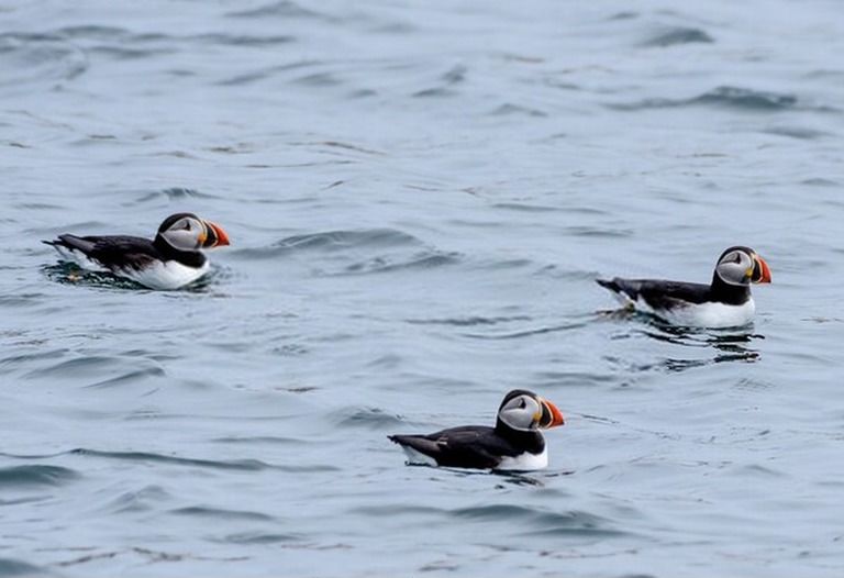 9 Best Bird Watching Places In USA in 2025 9 Best Bird Watching Places In USA in 2025