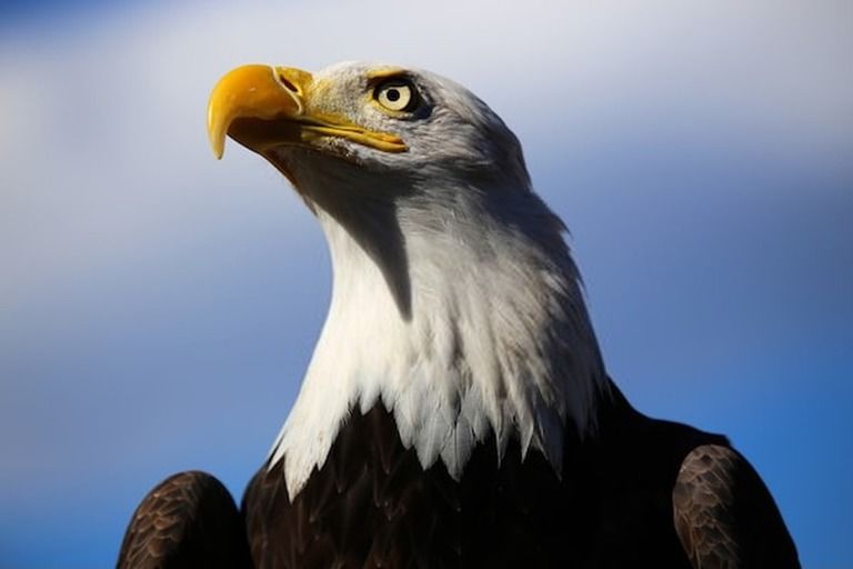 9 Best Bird Watching Places In USA in 2025 9 Best Bird Watching Places In USA in 2025