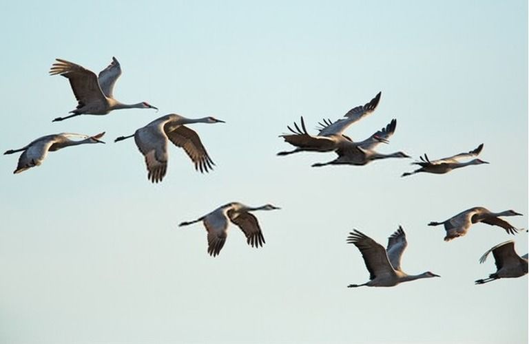 9 Best Bird Watching Places In USA in 2025 9 Best Bird Watching Places In USA in 2025