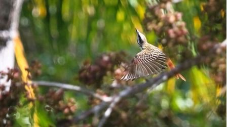 9 Best Bird Watching Places In USA in 2025