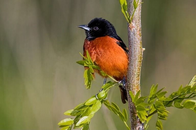 9 Best Bird Watching Places In USA in 2025 9 Best Bird Watching Places In USA in 2025
