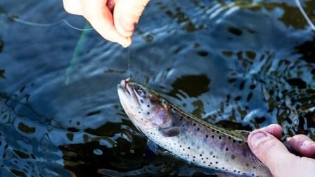 Best Fishing Line For Trout of 2025: Top 9 Picks Best Fishing Line For Trout of 2025: Top 9 Picks
