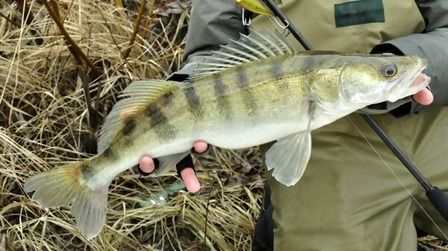 Best Fishing Line For Walleye of 2025: Top 12 Picks