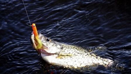 Best Fishing Line For Crappie of 2025: Top 12 Picks Best Fishing Line For Crappie of 2025: Top 12 Picks