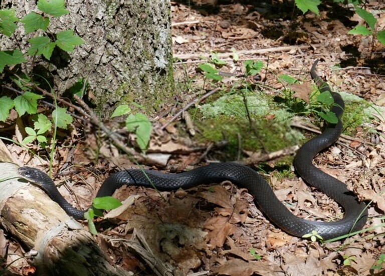 How Do You Protect Yourself Against Snakes When Hiking? How Do You Protect Yourself Against Snakes When Hiking?
