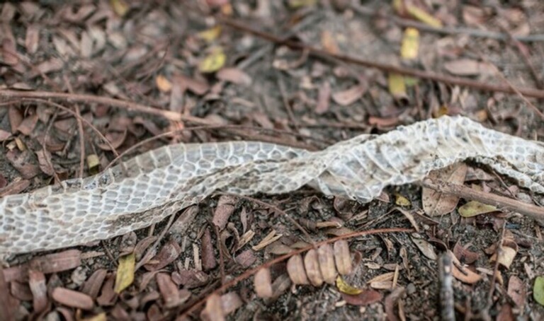 How Do You Protect Yourself Against Snakes When Hiking? How Do You Protect Yourself Against Snakes When Hiking?