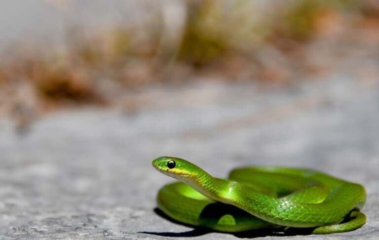 How Do You Protect Yourself Against Snakes When Hiking? How Do You Protect Yourself Against Snakes When Hiking?
