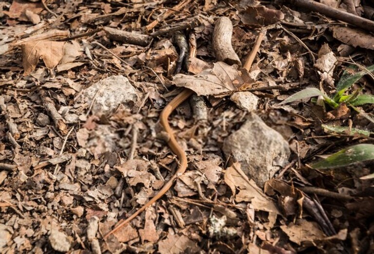 How Do You Protect Yourself Against Snakes When Hiking? How Do You Protect Yourself Against Snakes When Hiking?