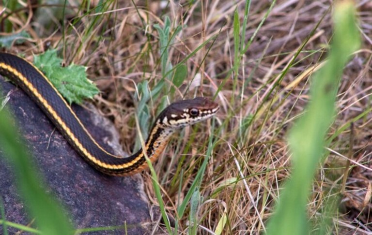 How Do You Protect Yourself Against Snakes When Hiking? How Do You Protect Yourself Against Snakes When Hiking?