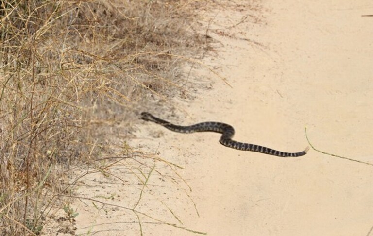 How Do You Protect Yourself Against Snakes When Hiking? How Do You Protect Yourself Against Snakes When Hiking?