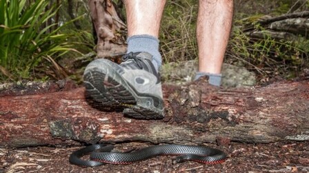 How Do You Protect Yourself Against Snakes When Hiking?