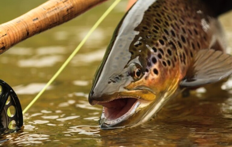 How To Fish With Soft Plastics In Saltwater? How To Fish With Soft Plastics In Saltwater?