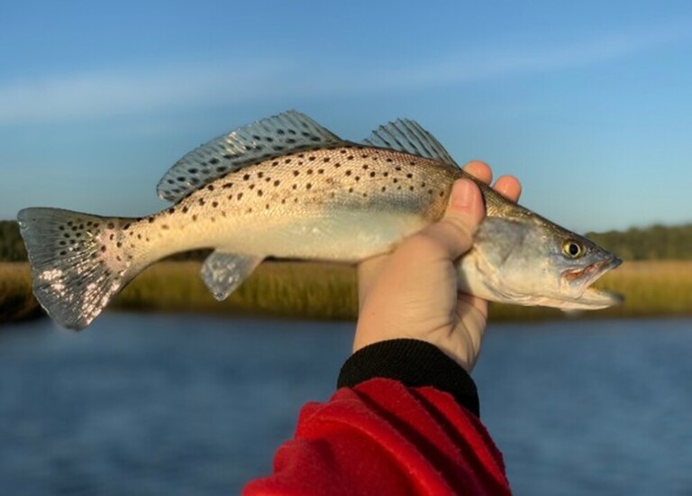 How To Fish With Soft Plastics In Saltwater? How To Fish With Soft Plastics In Saltwater?