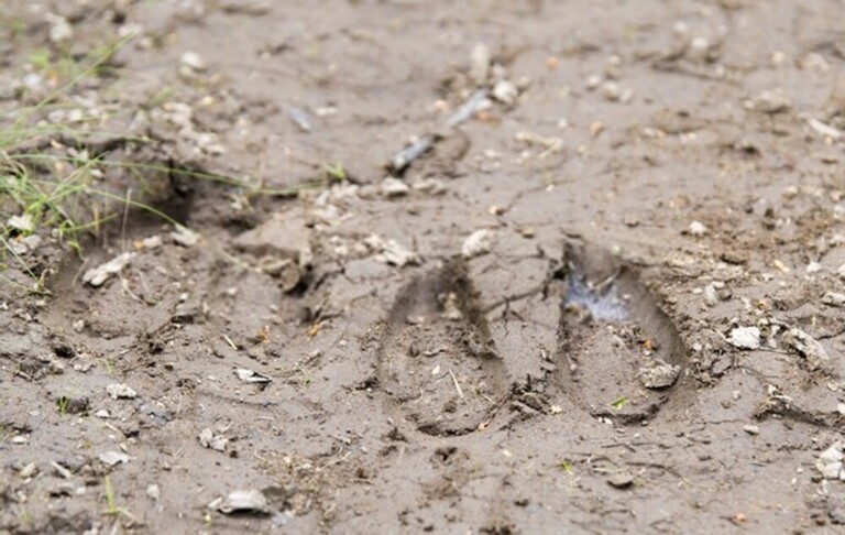 Elk Hunting Mistakes To Avoid Elk Hunting Mistakes To Avoid