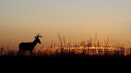 Tips For Deer Hunting In Low Light Conditions