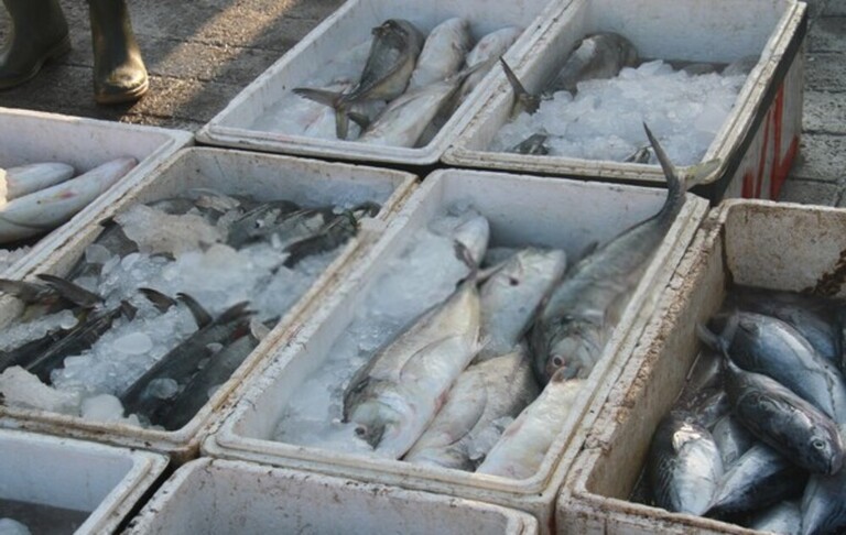 Best Way To Keep Fish Fresh After Catching Best Way To Keep Fish Fresh After Catching