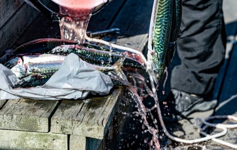 Best Way To Keep Fish Fresh After Catching Best Way To Keep Fish Fresh After Catching