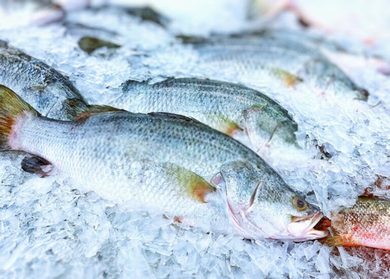 Best Way To Keep Fish Fresh After Catching Best Way To Keep Fish Fresh After Catching