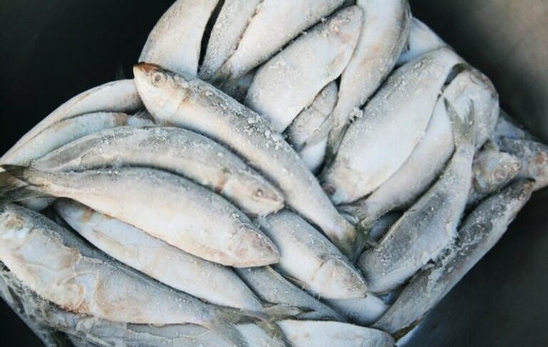 Best Way To Keep Fish Fresh After Catching Best Way To Keep Fish Fresh After Catching
