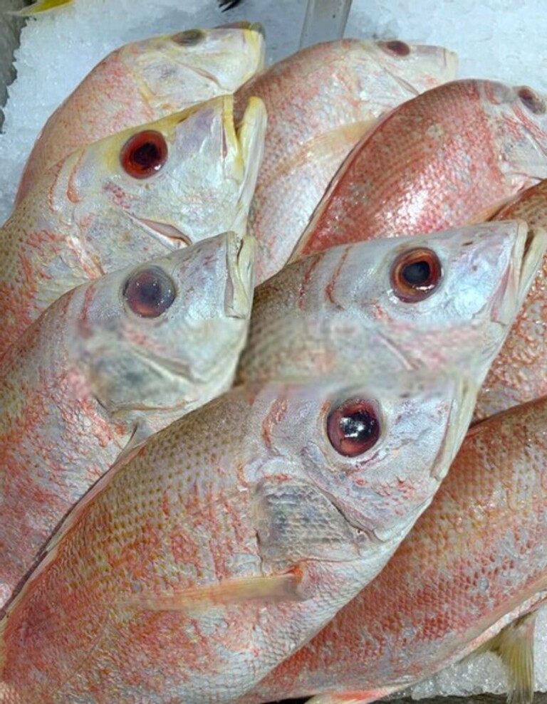 Best Way To Keep Fish Fresh After Catching Best Way To Keep Fish Fresh After Catching